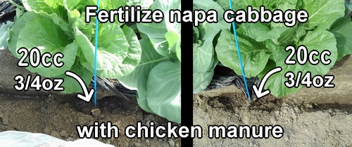 Fertilize chinese cabbage with chicken manure
