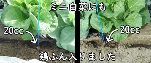 ミニ白菜にも鶏糞を追肥