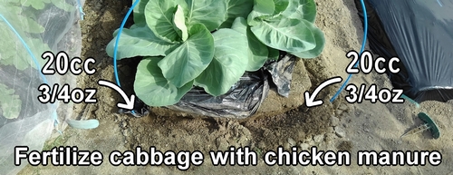 Fertilize cabbage with chicken manure