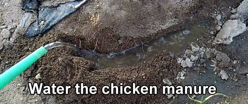 Water the chicken manure