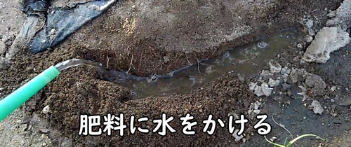 追肥した鶏糞に水をかける