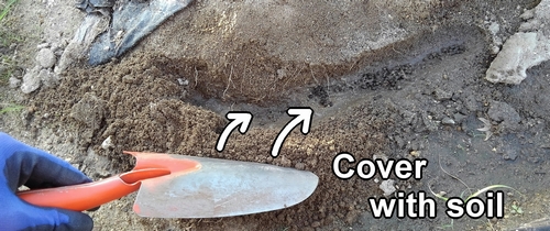 Cover the chicken manure with soil