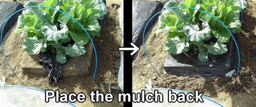 Put back the black polythene mulch