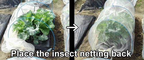 Put back the insect netting for grow tunnel