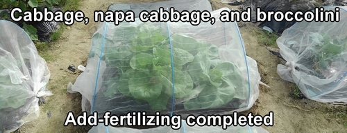 Additional fertilizing for the cabbage, napa cabbage, and broccolini is complete