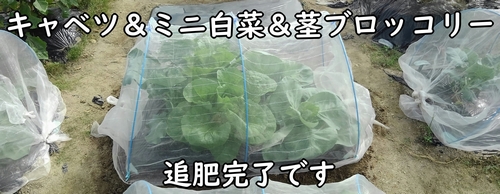 キャベツ（みさきキャベツ）やミニ白菜の追肥作業完了