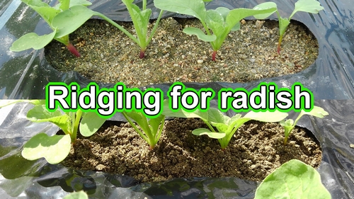 Ridging for radish (Cover the base of radishes with soil)