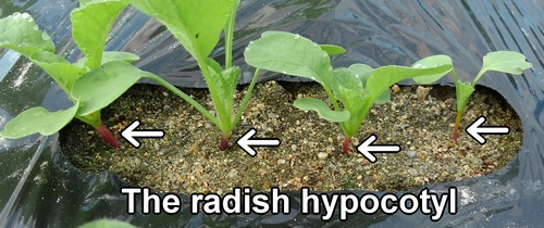 The radish hypocotyl
