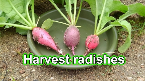 Harvest radish