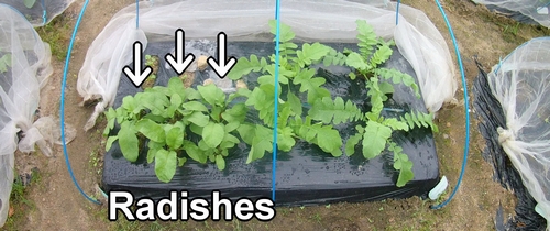 The cultivation plot for radishes