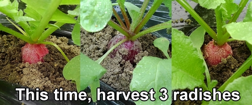 This time, I will harvest three radishes