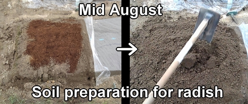 Soil preparation for radishes