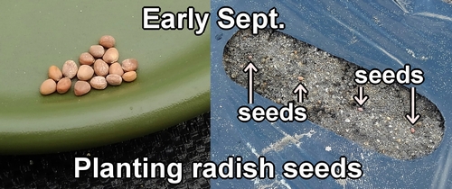 Planting radish seeds