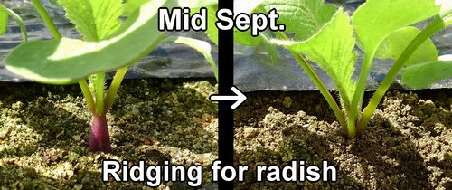 Ridging for radish (Cover the base of radishes with soil)