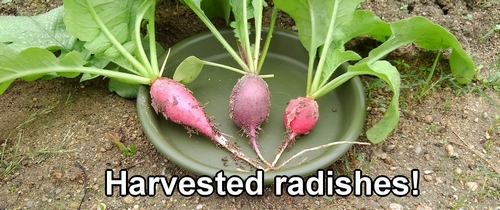 Harvested radishes