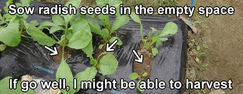 Sow radish seeds in the empty space