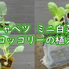 キャベツ、ミニ白菜、茎ブロッコリーの植え付け