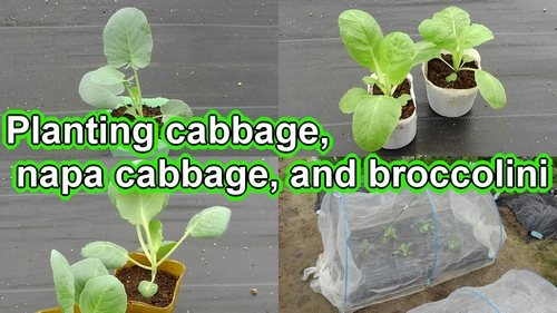 September is the planting time for cabbage, chinese cabbage, and broccolini