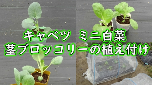 9月は、キャベツやミニ白菜などの植え付け時期です