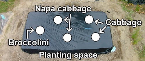 Planting space for cabbage, chinese cabbage, and broccolini