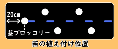 茎ブロッコリーの植え付け位置