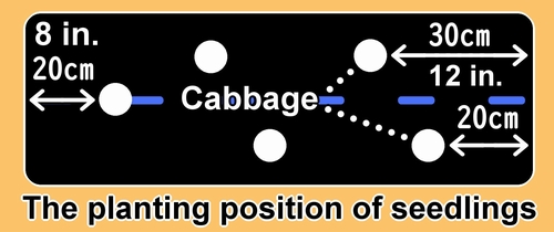 The planting position for cabbage