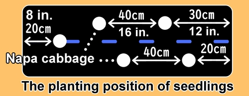 The planting position for napa cabbage