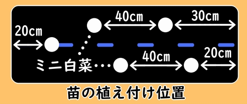 ミニ白菜の植え付け位置