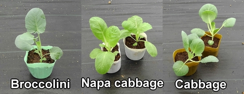 Seedlings of cabbage, chinese cabbage, and broccolini