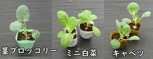 キャベツ、ミニ白菜、茎ブロッコリーの苗