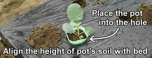 Place the potted broccolini seedling into the hole