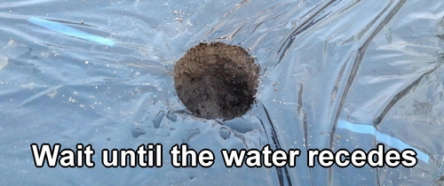 Cabbage and broccolini seedlings should be planted after the water has drained away