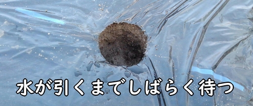 苗の植え付けは水が引いてから