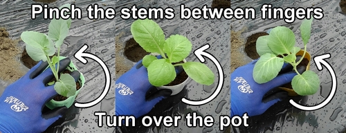 Pinch the stem of the cabbage and broccolini seedlings between fingers