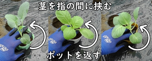 苗は慎重に扱う