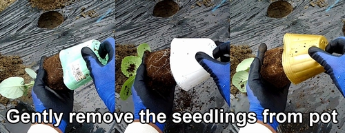 Gently remove the seedlings from the pot
