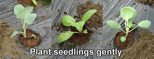 Plant cabbage, chinese cabbage, and broccolini seedlings gently