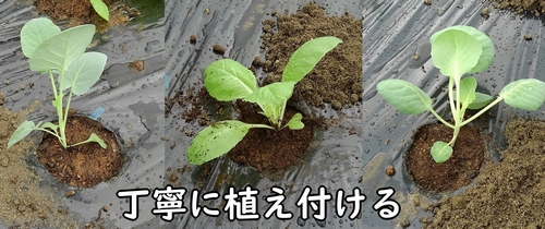 キャベツ、ミニ白菜、茎ブロッコリーの苗を植え付ける