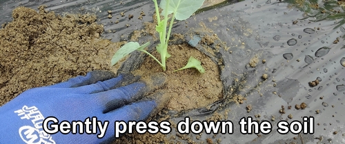 Gently press down the soil