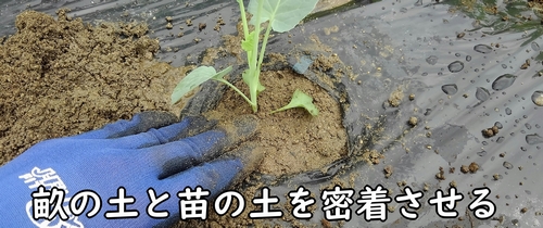 苗の土を畝の土に密着させる