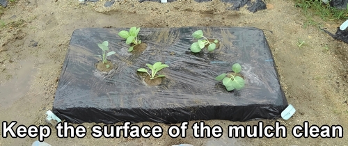 Keep the surface of the mulch clean