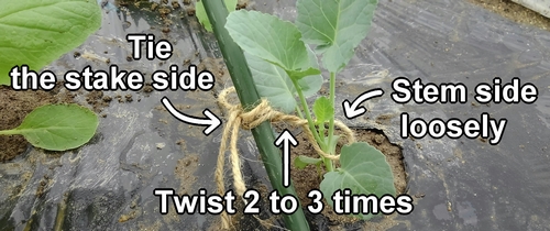 Tie the stem to the stake with twine
