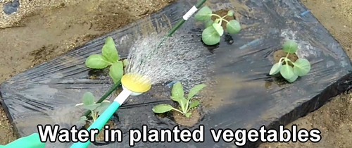 Water in newly planted cabbage, chinese cabbage, and broccolini