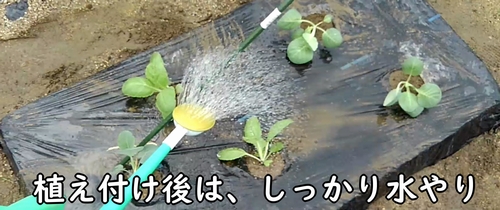 植え付け後は、しっかり水やり