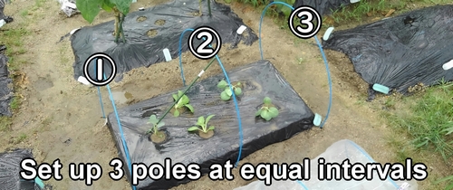 Set up 3 stakes at equal intervals