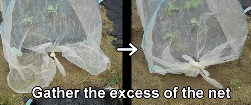 Gather the excess of the insect net