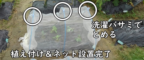 苗の植え付けと、トンネル栽培のセッティング完了