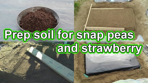 Preparing soil for sugar snap peas and strawberries