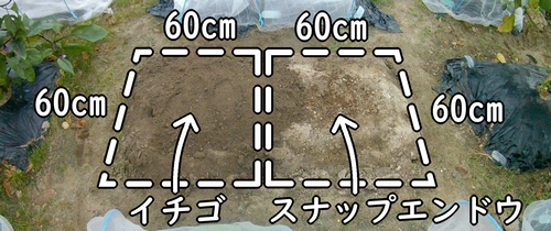 いちごとスナップエンドウの栽培区画