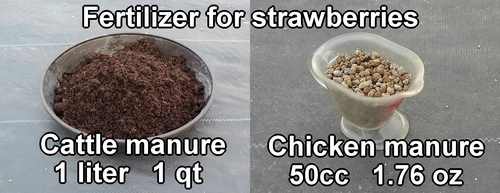 Fertilizer for strawberry cultivation